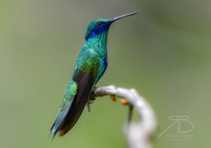 1Sparkling Violetear
