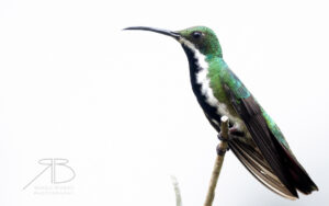 2Black-throated Mango.jpg