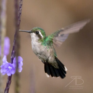 2Blue-tailed Emerald