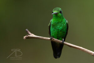 2Copper-rumped Hummingbird