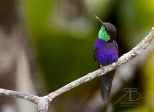 2Fork-tailed Woodnymph