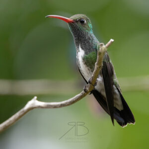 2Glittering-throated Emerald