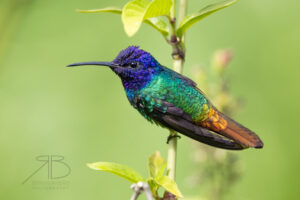 2Golden-tailed Sapphire