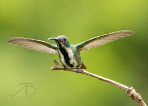 2Green-breasted Mango