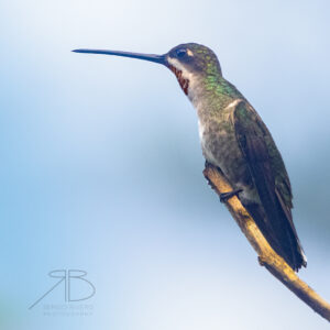 2Long-billed Starthroat