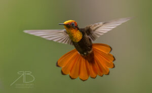 2Ruby-topaz Hummingbird