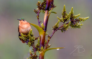 2Rufous-breasted Sabrewing