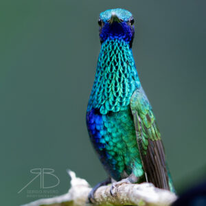 2Sparkling Violetear
