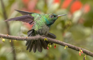 2Velvet-browed Brilliant