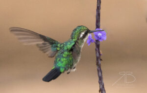 3Blue-tailed Emerald.jpg