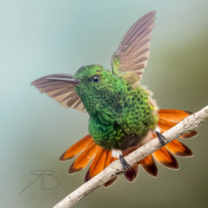 3Copper-tailed Hummingbird