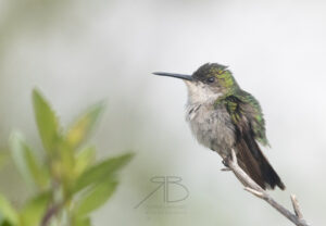 3Fork-tailed Woodnymph