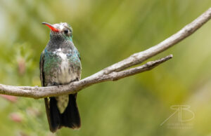 3Glittering-throated Emerald