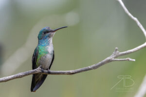 3Golden-tailed Sapphire