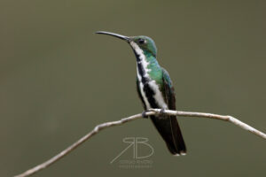 3Green-breasted Mango