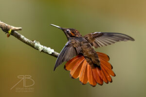 3Ruby-topaz Hummingbird