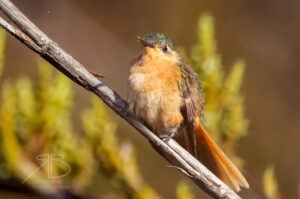 3Rufous-breasted Sabrewing