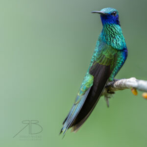 3Sparkling Violetear