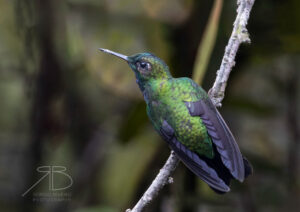 3Velvet-browed Brilliant