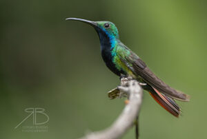 4Black-throated Mango.jpg