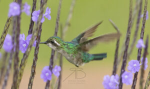 4Blue-tailed Emerald.jpg