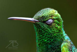 4Copper-rumped Hummingbird