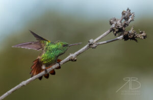 4Copper-tailed Hummingbird