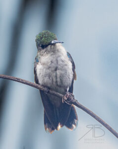 4Fork-tailed Woodnymph