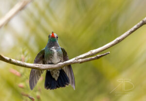 4Glittering-throated Emerald