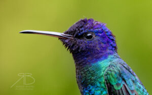 4Golden-tailed Sapphire