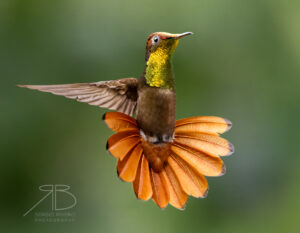 4Ruby-topaz Hummingbird