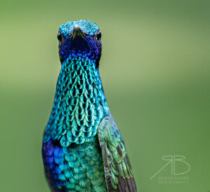 4Sparkling Violetear