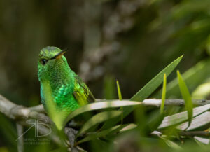 5Copper-rumped Hummingbird