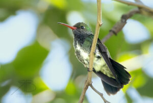 5Glittering-throated Emerald