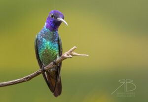 5Golden-tailed Sapphire