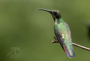 5Green-breasted Mango