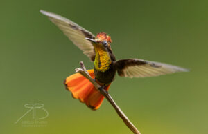 5Ruby-topaz Hummingbird