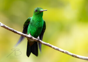 6Copper-rumped Hummingbird