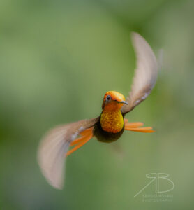 6Ruby-topaz Hummingbird