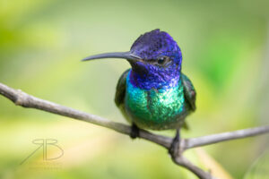 7Golden-tailed Sapphire