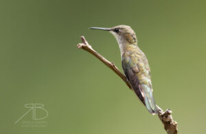7Ruby-topaz Hummingbird