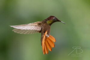 8Ruby-topaz Hummingbird