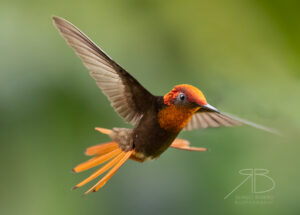 9Ruby-topaz Hummingbird