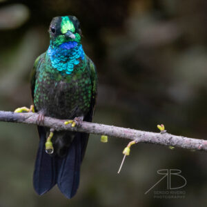 Velvet-browed Brilliant