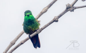 2Copper-tailed Hummingbird