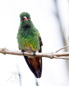1Copper-tailed Hummingbird