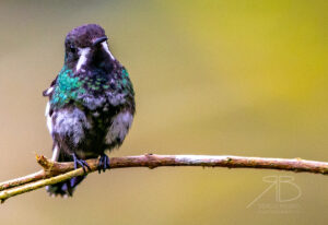 Green Thorntail1