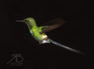 Green Thorntail2