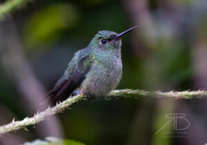 N-Blue-chested Hummingbird