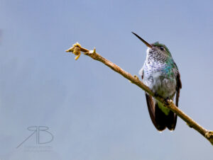 N-Blue-chested Hummingbird3